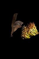 Lesser Long-nosed Bat ( Leptonycteris curasoae ) endangered species At agave plant ( Agave sp . ...