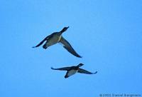 Hooded Merganser Lophodytes cucullatus