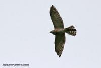 Besra Accipiter virgatus