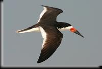 Black Skimmer, Jones Beach, NY