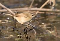 Black-browed reed warbler C20D 02649.jpg