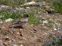 Brandt's mountainfinch Leucosticte brandti
