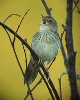 Lanceolated Warbler (Locustella lanceolata)