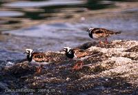 꼬까도요 Ruddy turnstone Arenaria interpres