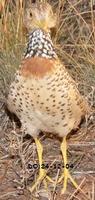 Plains Wanderer