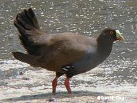 Black-tailed Native Hen