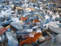 Velella massed on the high tide mark (Photograph by Eilir Daniels)