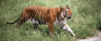 South China tiger (Xiamen tiger), Beijing zoo, China.