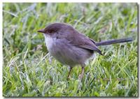 Female Wren (Superb Fairy-Wren(Malurus cyaneus))