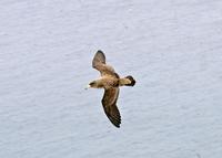 Cory's Shearwater, Calonectris diomedia