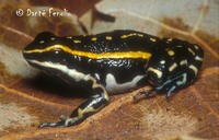 : Ameerega flavopicta; Dendrobatidae