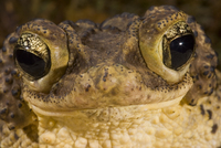 : Bufo lemur; Puerto Rican Crested Toad