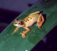 : Heterixalus variabilis; Malagasy Variable Reed Frog
