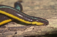 : Ichthyophis kohtaoensis