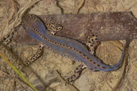: Mesotriton alpestris; Alpine Newt