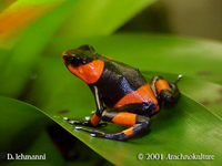 : Oophaga lehmanni; Lehmann's Frog