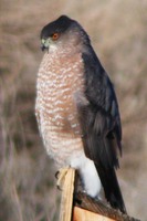 : Accipiter cooperii; Cooper's Hawk