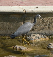 : Ardea novaehollandiae; White Faced Heron