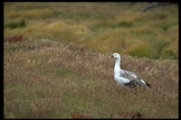 : Choephaga picta ssp. leucoptera; Upland Goose