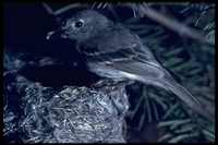 : Empidonax hammondii; Hammond's Flycatcher