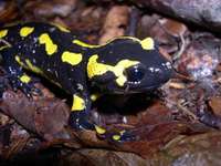 : Salamandra salamandra terrestris; Fire Salamander