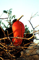 : Fregata major; Magnificent Frigatebird