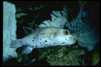 : Arothron nigropunctatus; Blackspotted Puffer