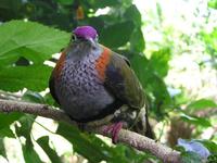 : Ptilinopus superbus; Superb Fruit Dove