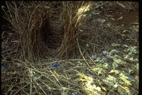 : Ptilonorhychus violaceus; Bower Bird