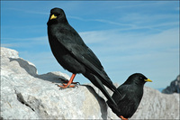 : Pyrrhocorax graculus; Alpine Chough