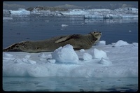 : Hydrurga leptonyx; Leopard Seal