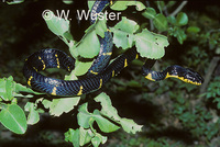 : Boiga dendrophila