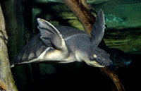 : Carettochelys insculpta; Pig-nosed Turtle