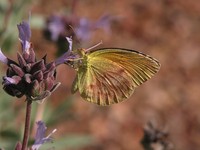 : Eurema nicippe; Sleepy Orange Butterfly