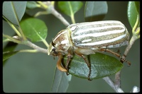: Polyphylla decemlineata; Ten-lined Giant Chafer Beetle
