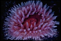 : Tealia crassicornis; Red Sea Anemone