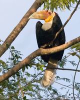 Wreathed Hornbill