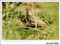 Galerida cristata Crested Lark 鳳頭百靈 113-071