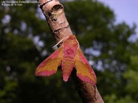 Lille Vinsværmer (Deilephila porcellus)  Foto/billede af