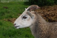 Får (Gotlandsk udegangsfår) (Ovis aries (Gotlandsk udegangsfaar) )