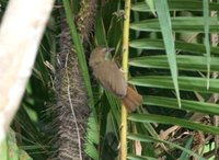 チャムネムジチメドリ Buff-breasted Babbler Pellorneum tickelli