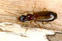 Paradromius linearis