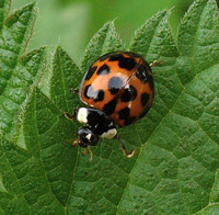 Harmonia axyridis var. succinea
