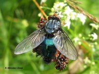 Cynomya mortuorum