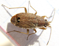 Ischnopeza pallipes