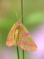 Lythria purpuraria - Purple-barred Yellow