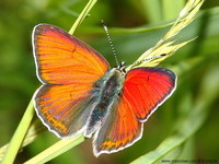 Lycaena hippothoe - Purple-edged Copper