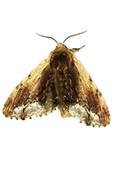 Ptilodon cucullina - Maple Prominent