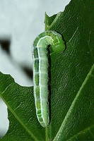 Ptilophora plumigera - Plumed Prominent