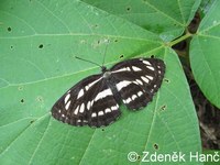 Neptis hylas